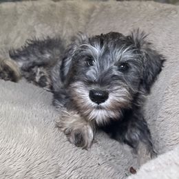 Hazel - Black and silver female Miniature Schnauzer puppy in Akeley, Minnesota from Great Northern Schnauzers