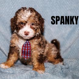 Spanky - Chocolate merle male Bernedoodle puppy in Gilbert, Arizona from Safe Havynn Doodles