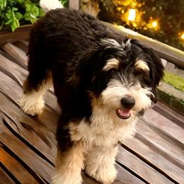 Sophie - Bernedoodle