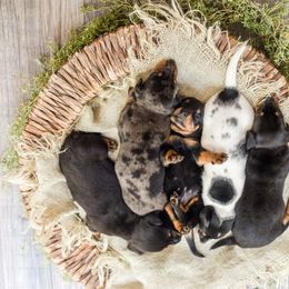 Dachshund Puppies from Beyond the Tail