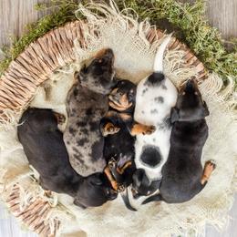 Dachshund Puppies from Beyond the Tail