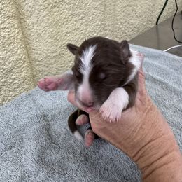 Red - Red male Border Collie puppy in Comanche, Texas from Circle R Sidney