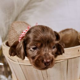 CKC Chocolate Dapple - Dapple female Dachshund puppy in Ocala, Florida from Darling Doxies of Ocala