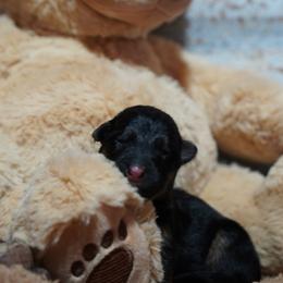 Autumn - Black and red female German Shepherd puppy in Llano, Texas from Von Ark German Shepherds