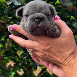 Levi - Blue male French Bulldog puppy in Renton, Washington from Laurel Canyon Kennels
