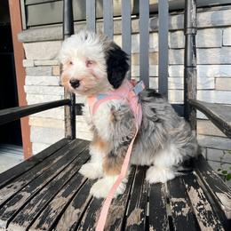 Audrey - Blue merle female Bernedoodle puppy in Holtwood, Pennsylvania from Country Ridge Puppies