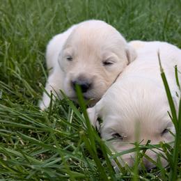Walnut - Light golden female Golden Retriever puppy in Lakeside, Arizona from Tall Pines Goldens