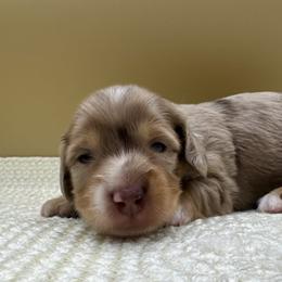 Jeremiah - Dapple male Dachshund puppy in Hendersonville, North Carolina from Kim's Cove