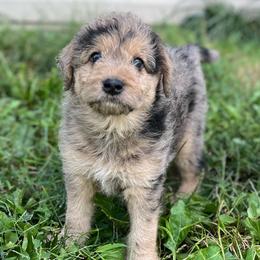 Molly - Merle female Assorted Doodle Crosses puppy in Kansas City, Missouri from Beary GoldenDoodles