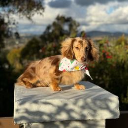 Moose - Dachshund