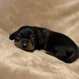 Akc boy 2 - Blue and tan male Dachshund puppy in Yuma, Arizona from M's puppy love