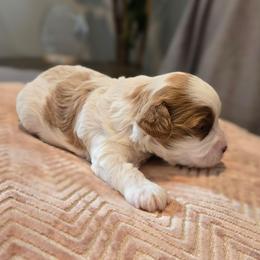 Oscar - Blenheim male Cavapoo puppy in Caldwell, Idaho from Terrace Cav's