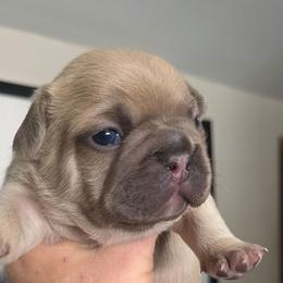 Lincoln - Tricolors male French Bulldog puppy in Cabool, Missouri from Shannon French Bulldogs