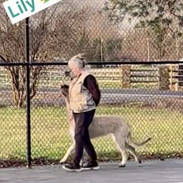 Irish Wolfhound Puppies from Serendipity Sighthounds