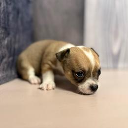 Tonka - Chocolate sabled fawn male Chihuahua puppy in Sherwood, Arkansas from Bartelt Breeders