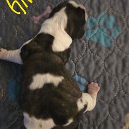Rachel - Liver white and roan female English Springer Spaniel puppy in Perry, New York from Chappell Hill Springers