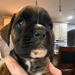 Eloise - Brindle female Boxer puppy in Medical Lake, Washington from Box and Bully Estates: Boxers and Old English Bulldogs