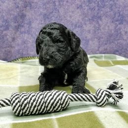 Poodle Puppies from Ramzees Poodles