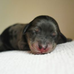 Éclair - Dapple female Dachshund puppy in Venice, Florida from Seaside kennels