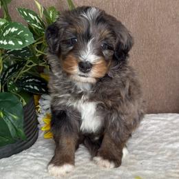 Espresso - Blue merle male Bernedoodle puppy in Seymour, Missouri from D and D’s Dandy Doodles