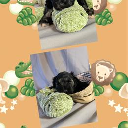 Miniature Schnauzer Puppies from Simply Charming Mini’s