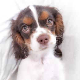 "Chocolate Tri" Cavalier King Charles Spaniel Puppies from West Coast Cavaliers