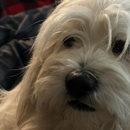 Lhasa Apsos from Sheri's Lhasa Apso Puppies