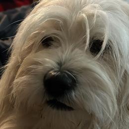Lhasa Apsos from Sheri's Lhasa Apso Puppies