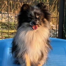 Pokey - Pomeranian