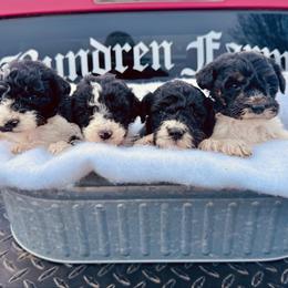 Bernedoodle puppies from Bundren Farms