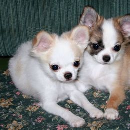 Chihuahuas from Sin-Sation Chihuahuas