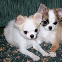 Chihuahuas from Sin-Sation Chihuahuas