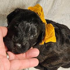 Girl 4 - Black female Whoodle puppy in O'neill, Nebraska from Willowdale Doodles