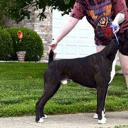 Boxer All Grown Up from Bluegrass Brawn Boxers