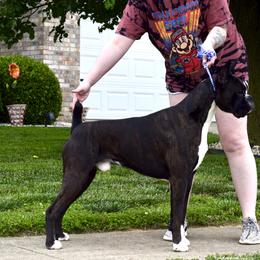 Boxer All Grown Up from Bluegrass Brawn Boxers