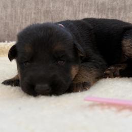 Girl 4 - Black and red female German Shepherd puppy in Battle Ground, Washington from Purebred Elite Shepherds