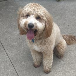 Maia - Goldendoodle
