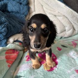Black and cream girl (Ready To Go) - Black and cream female Dachshund puppy in Mayfield, Kentucky from H&C’s Dachshunds and Retrievers