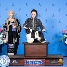 Aurora - Cocker Spaniel