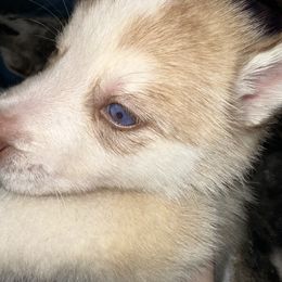 Siberian Husky Puppies from Feazell’s Siberian Huskies
