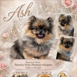 Ash - Pomeranian