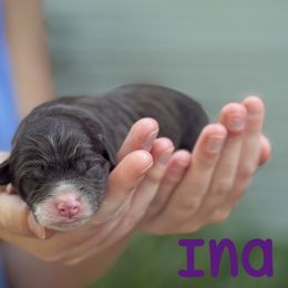 Ina - White and red female Bordoodle puppy in Creston, Ohio from Borders of Eby Eden