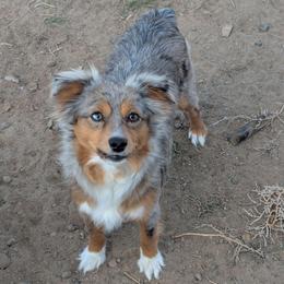 Ziggi - Toy Australian Shepherd