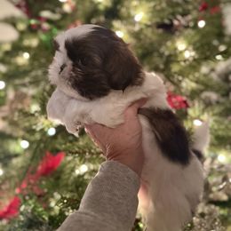 Mookie - Tricolor male Shih Tzu puppy in Clovis, California from California Dreamin’ Shih Tzus