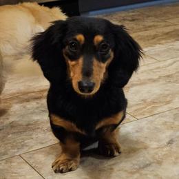 Stell - Black and tan female Dachshund puppy in Anaconda, Montana from Montana Country Dachshunds