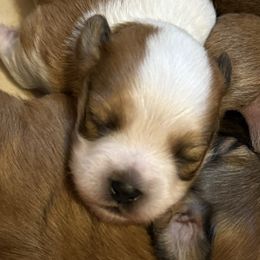Havanese Puppies from Sandy’s Havanese