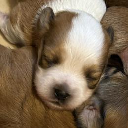 Havanese Puppies from Sandy’s Havanese