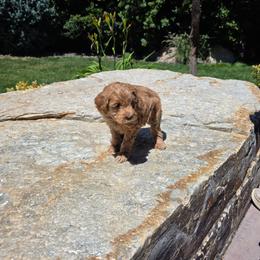 Camper - Red  male Goldendoodle puppy in Layton, Utah from Lauralyn's Goldendoodles