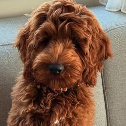 Goldendoodles from Designer doodles