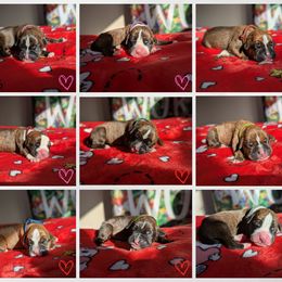 Boxer puppies from Beach Ave Boxers